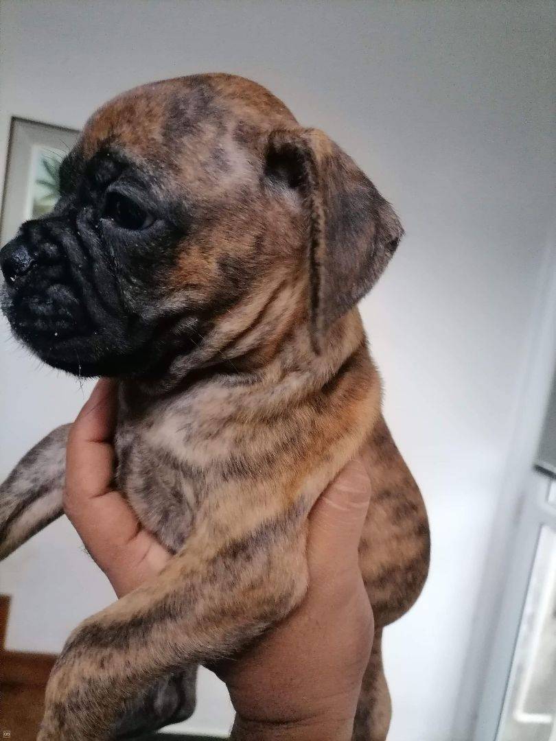 Chiot Boxer Pursang 2 Mois Femelle Male Weshare Mu