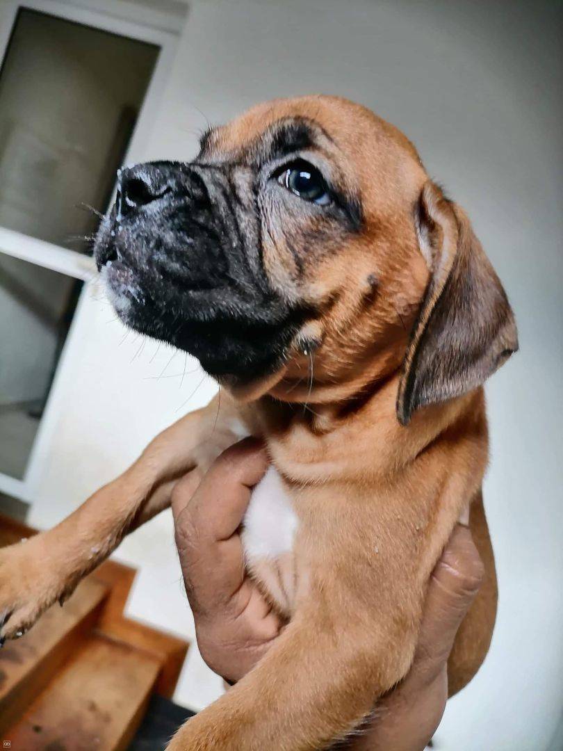 Chiot Boxer Pursang 2 Mois Femelle Male Weshare Mu