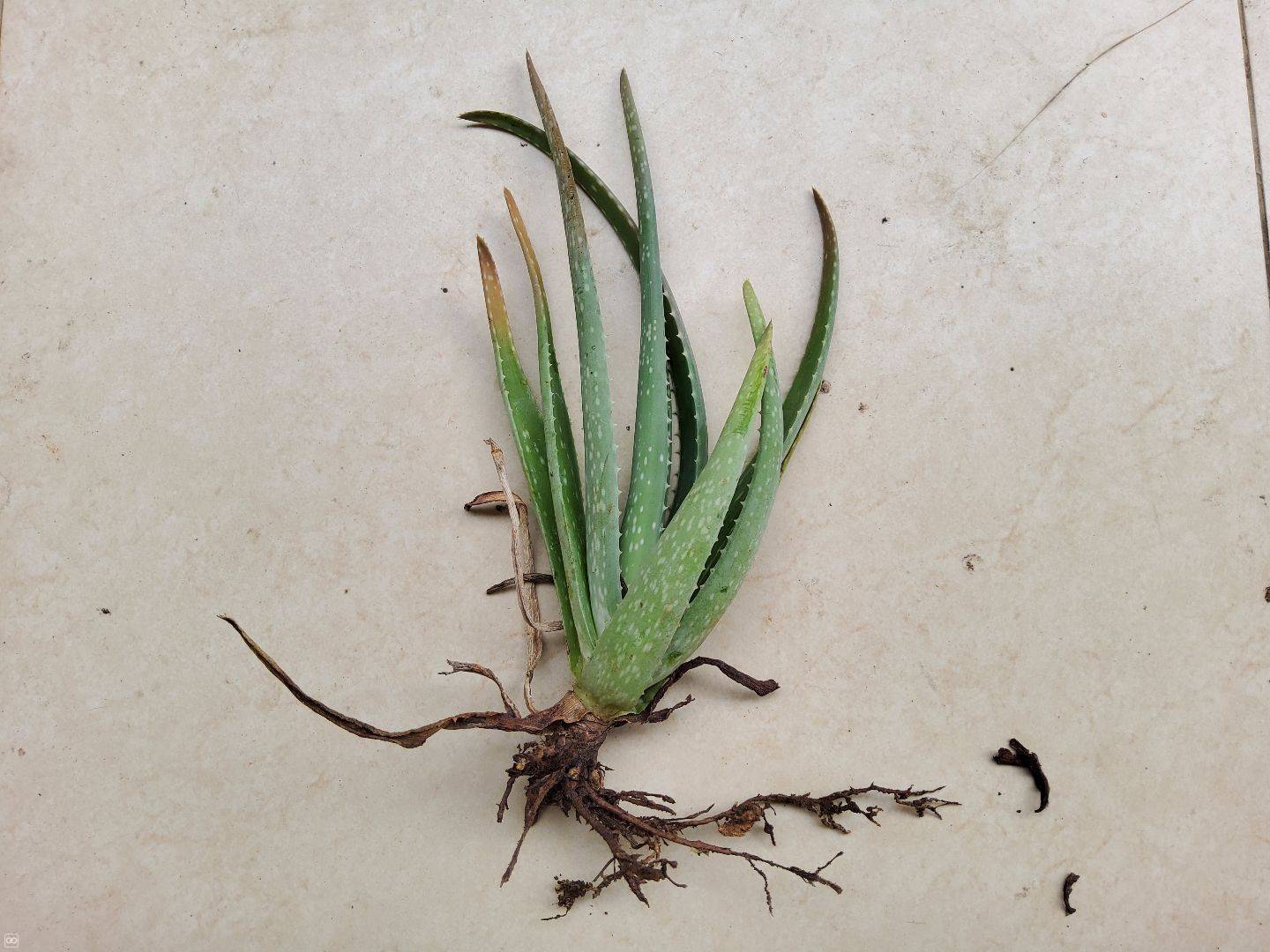 Aloe Vera Plant Weshare Mu