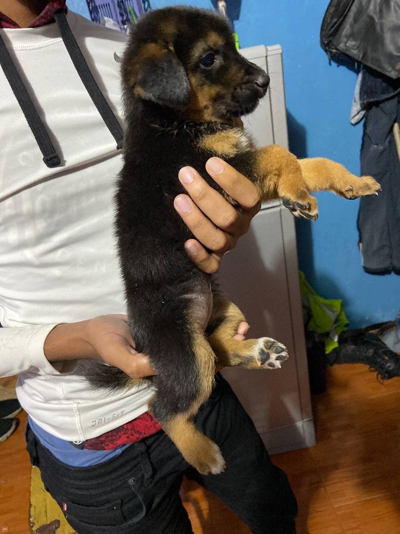 2 Puppies German Sheperd Mix Dog Weshare Mu