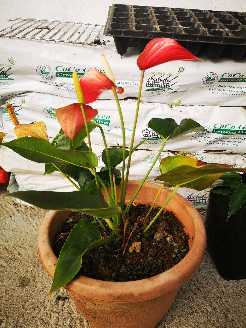 Anthurium Rouge 1 plant bleu