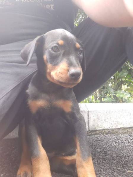 Chiot Doberman 2 Mois Et Demi Weshare Mu