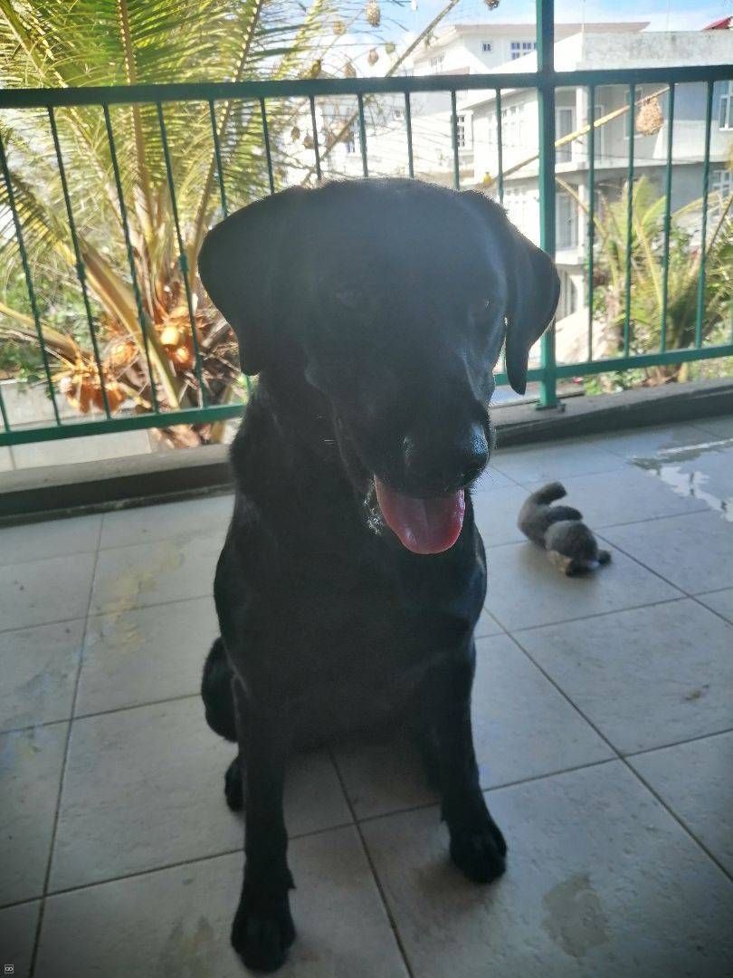 Labrador Female 1 Year And A Half Weshare Mu