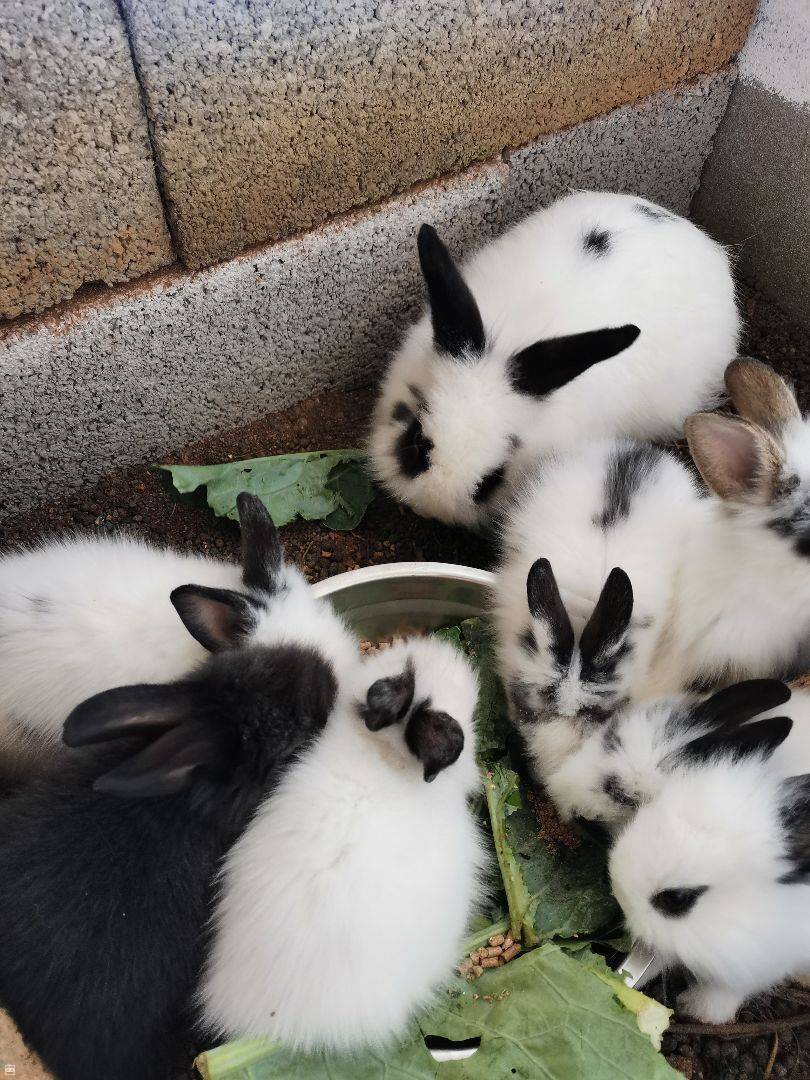 lionhead rabbit baby